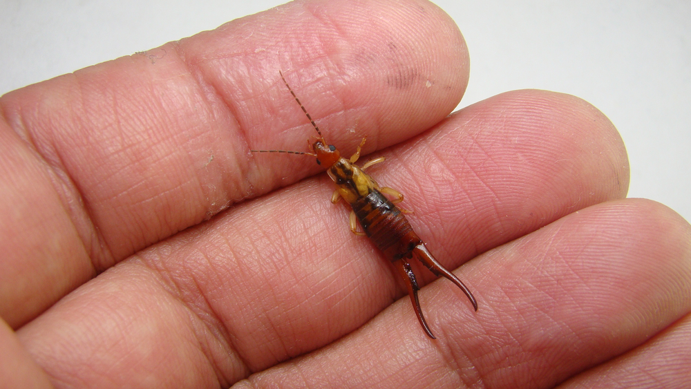 Close up of a earwig on someone's hand