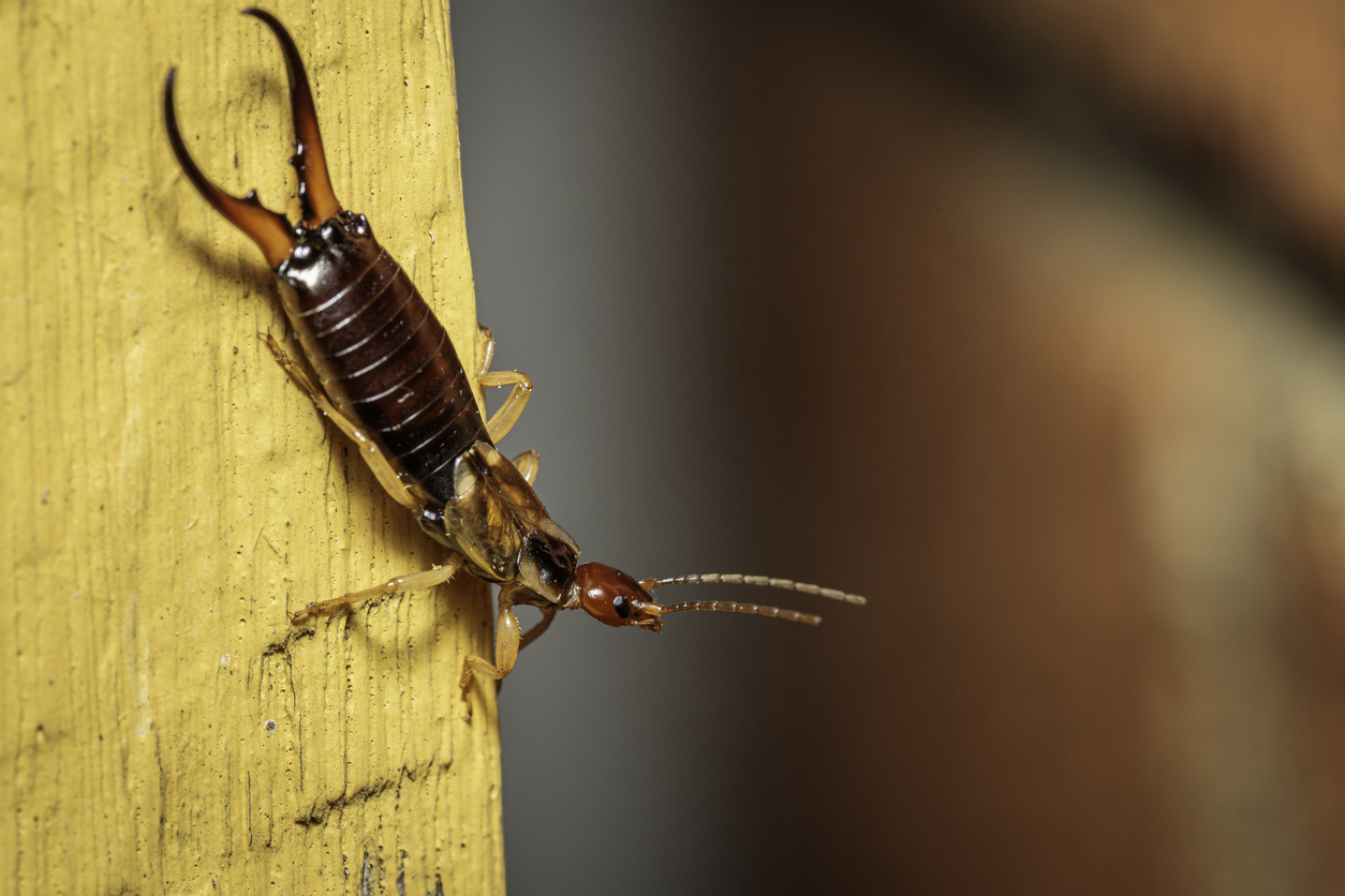 A closeup of an earwig