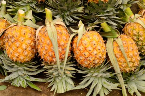 row of upside down pineapples