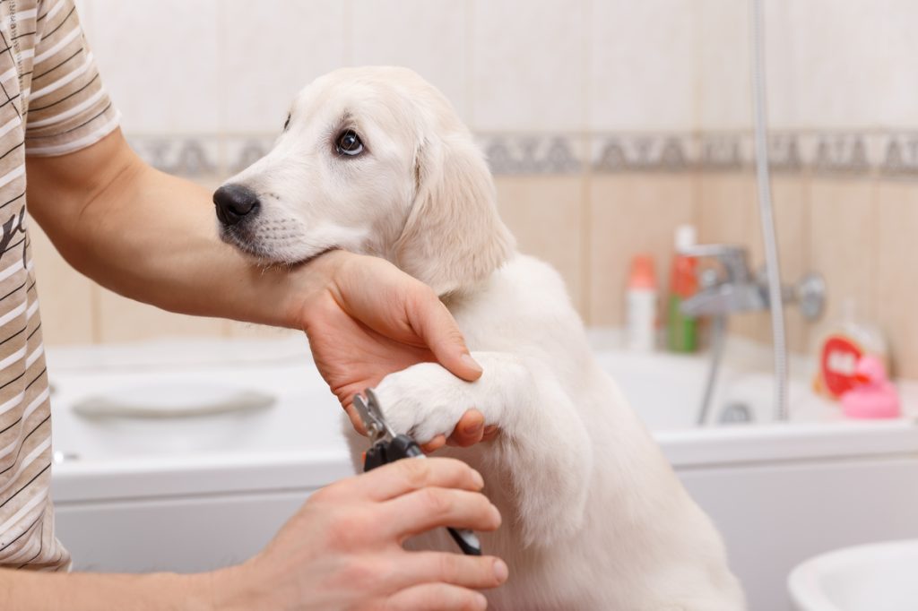 A woman trimming a dog's nails in the bathrom