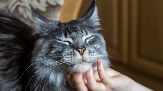 close up of maine coon cat having its chin stroked by its owner