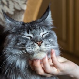 close up of maine coon cat having its chin stroked by its owner
