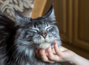 close up of maine coon cat having its chin stroked by its owner