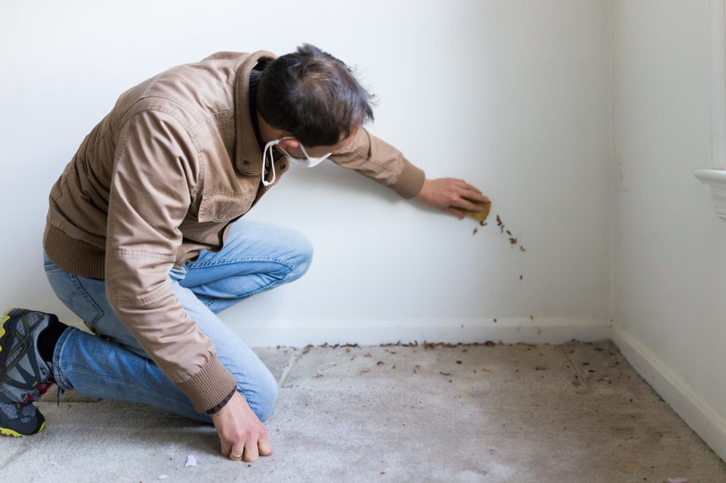 A man inspecting bugs in a corner