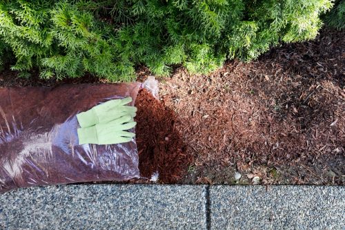 Replacing existing red bark mulch in shrubs with work gloves on top of open new bag