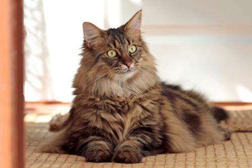 Norwegian forest cat female with eyes wide open