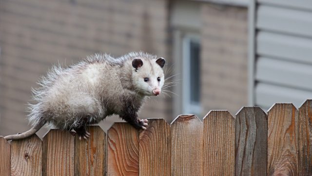 A possum standing on top of a fence