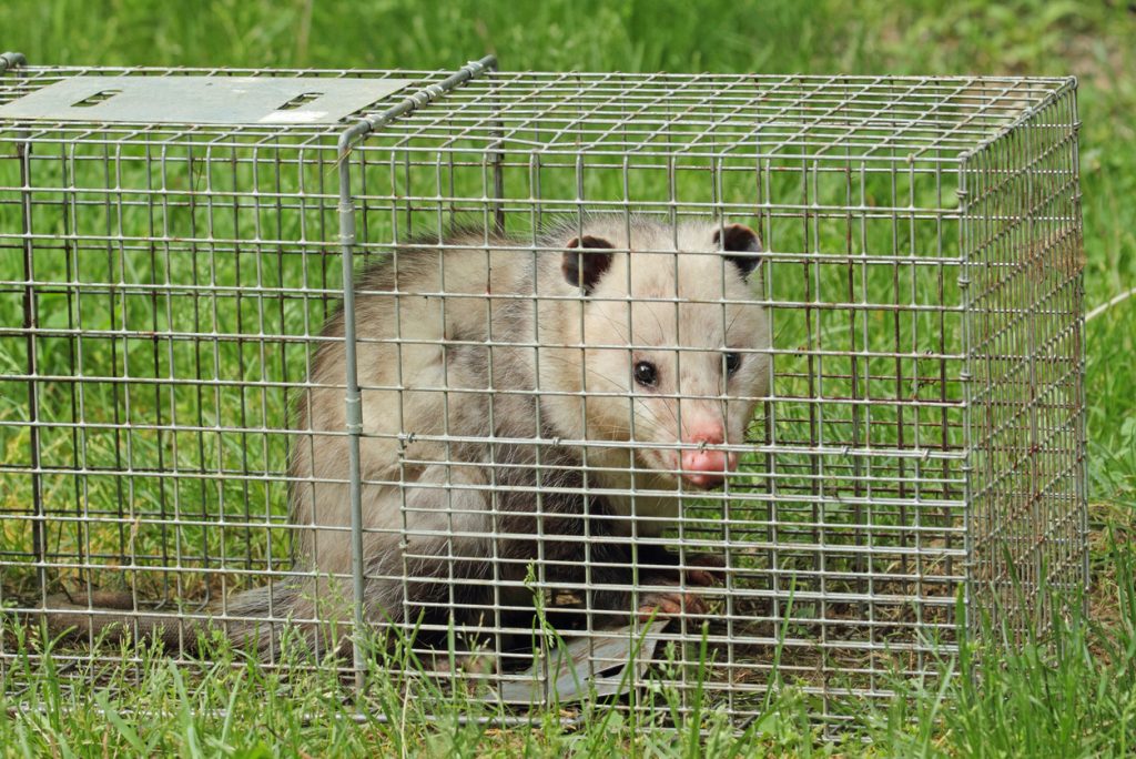 A possum in a live trap