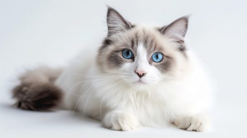 Capture of a Ragdoll cat with striking blue eyes, deeply focused on the camera