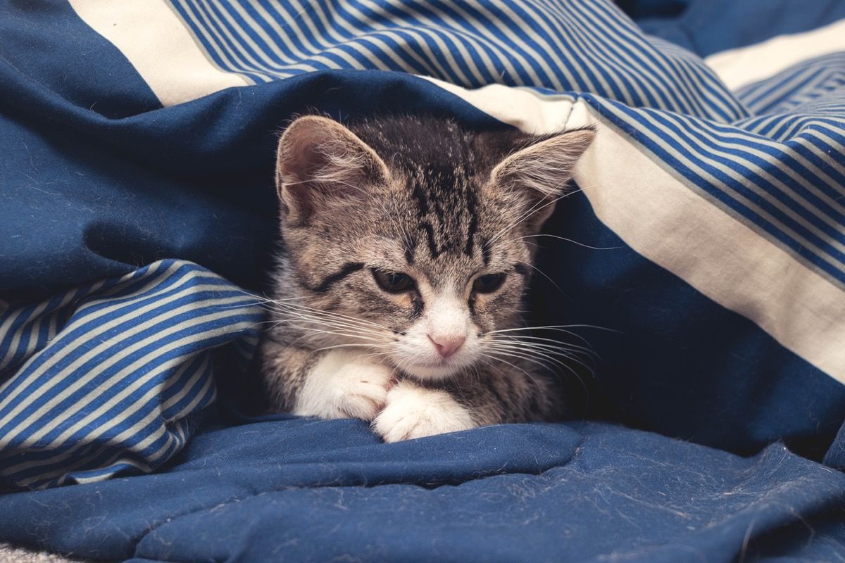 A 2 month old kitten looks sad while resting under a blanket