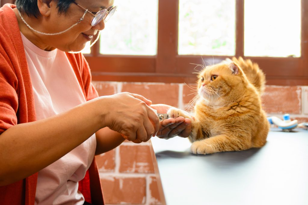 A senior woman cutting a cat's claws