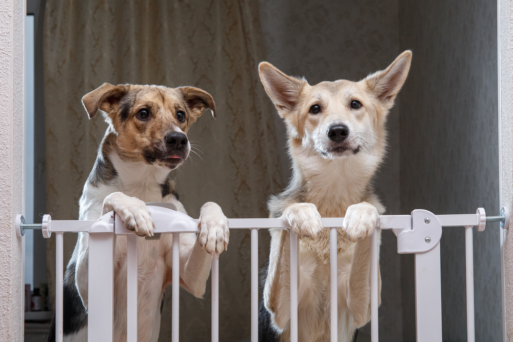 Two adorable dogs at home behind dog gate