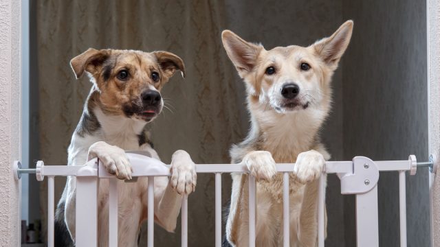 Two adorable dogs at home behind dog gate