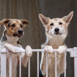 Two adorable dogs at home behind dog gate