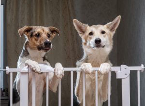 Two adorable dogs at home behind dog gate