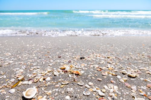 shells on the shore of sanibel island florida