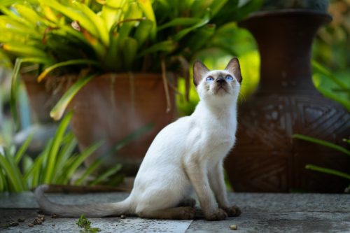 Siamese cat Walking in the front garden