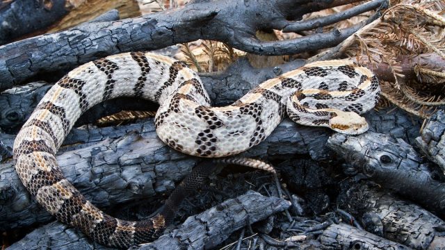 Venomous Timber Rattlesnake laying on logs