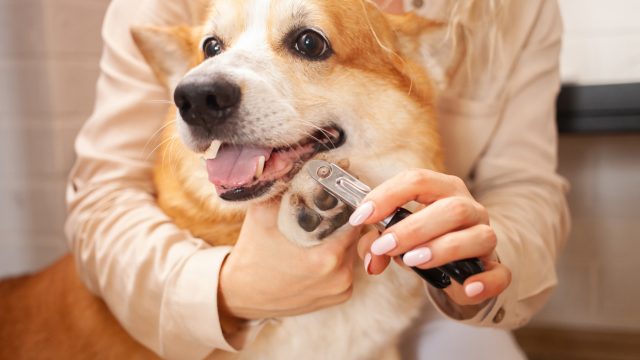 A woman clipping a corgi dog's nails