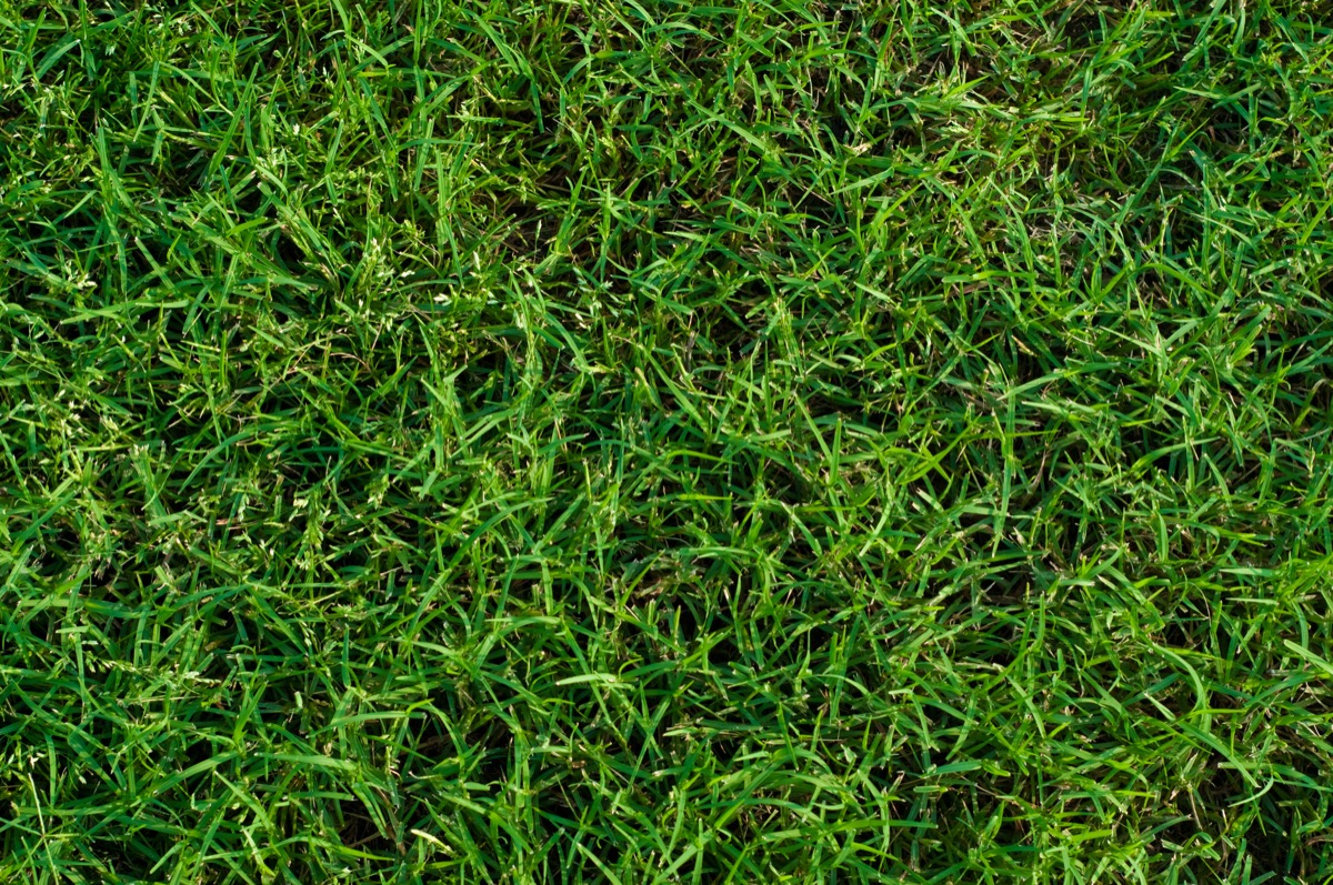 Green landscaped bermuda grass background close up.