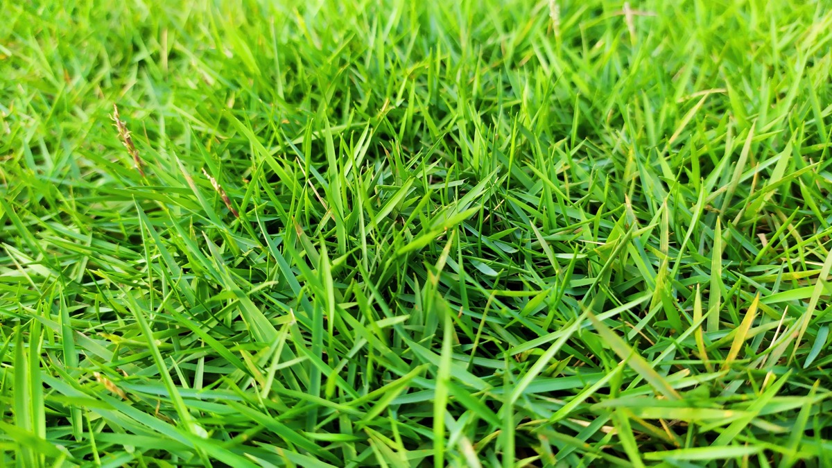 Zoysia japonica grass which is green and fresh is commonly used for ornamental gardens