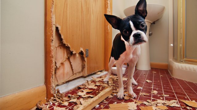 A Boston Terrier standing next to a door he just chewed