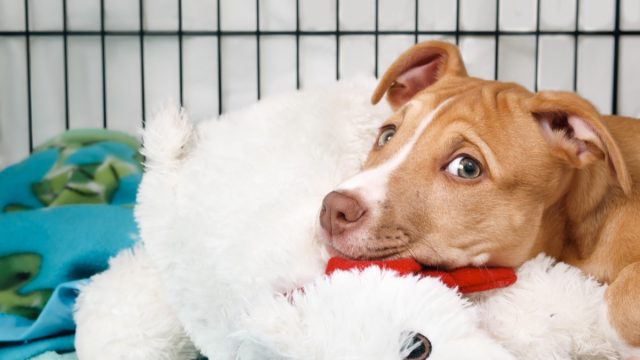 Puppy dog inside crate looking at camera. Cute puppy lying in kennel with bear toy, looking sad or worried. Crate training puppy dog. 12 weeks old female Boxer Pitbull mix puppy. Selective focus