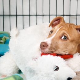 Puppy dog inside crate looking at camera. Cute puppy lying in kennel with bear toy, looking sad or worried. Crate training puppy dog. 12 weeks old female Boxer Pitbull mix puppy. Selective focus