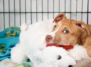 Puppy dog inside crate looking at camera. Cute puppy lying in kennel with bear toy, looking sad or worried. Crate training puppy dog. 12 weeks old female Boxer Pitbull mix puppy. Selective focus