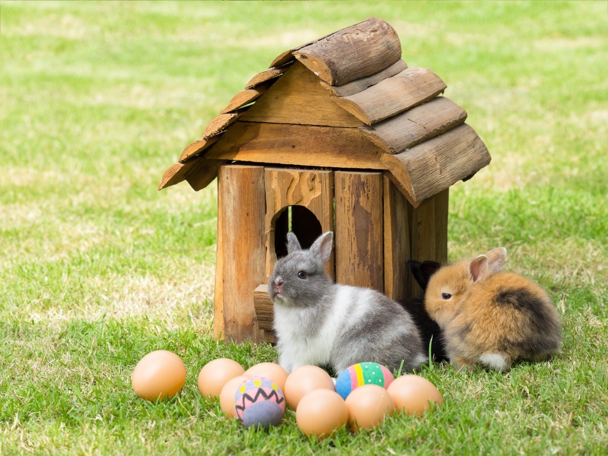 Easter bunnies with eggs