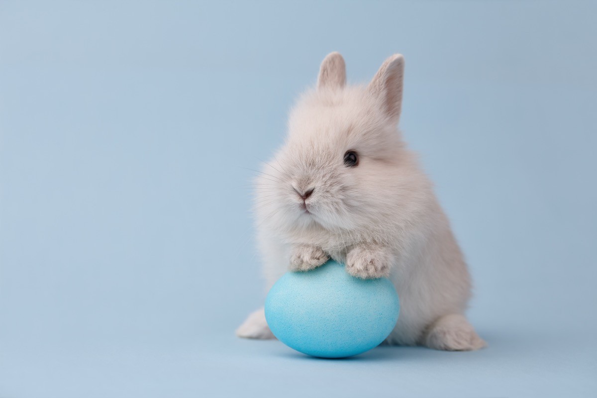 15 Fun Easter Bunny Facts You’ve Probably Never Heard