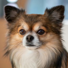 The 10 Most Beautiful Dog Breeds, Experts Say