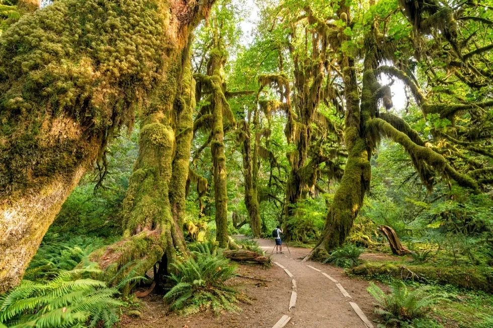 male hiker stands in a clearing of mossy trees in a forest