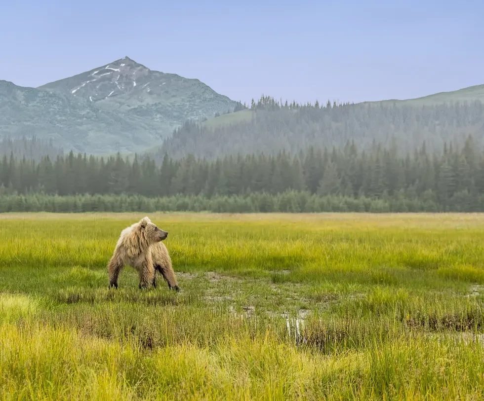 a bear with mountain the background