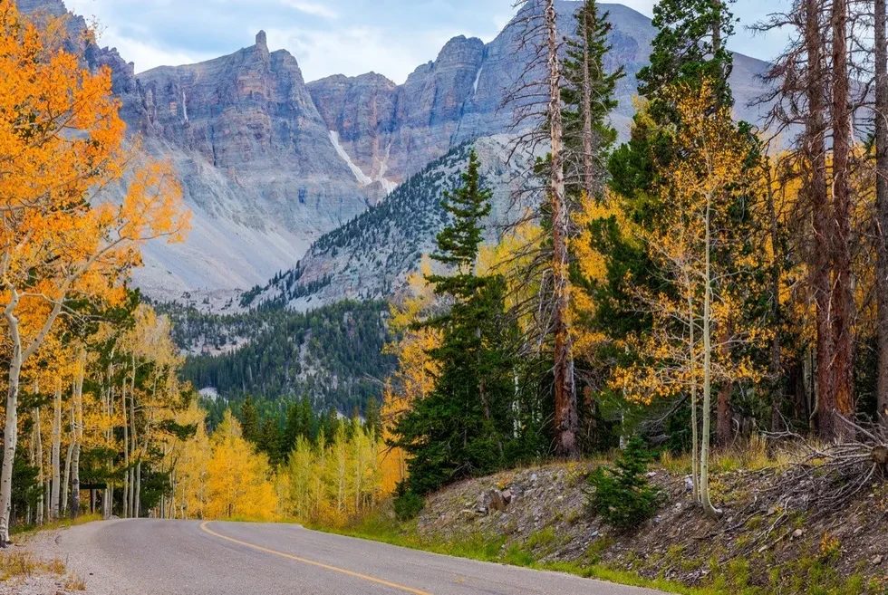 road through foliage with a mountain in the background