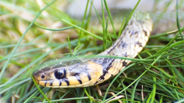4 Scents That Attract Snakes to Your Yard, Experts Say