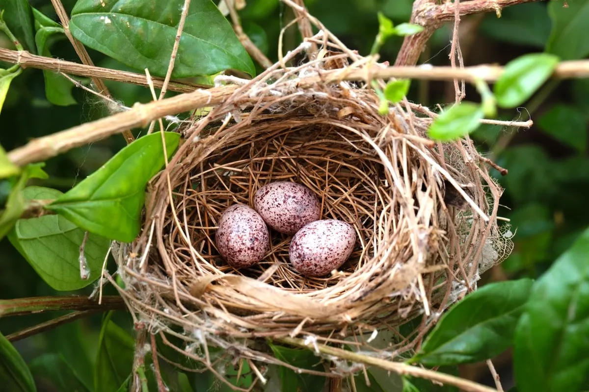 bird nest with eggs