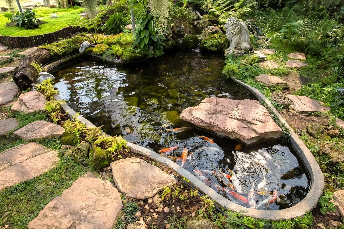 backyard koi pond