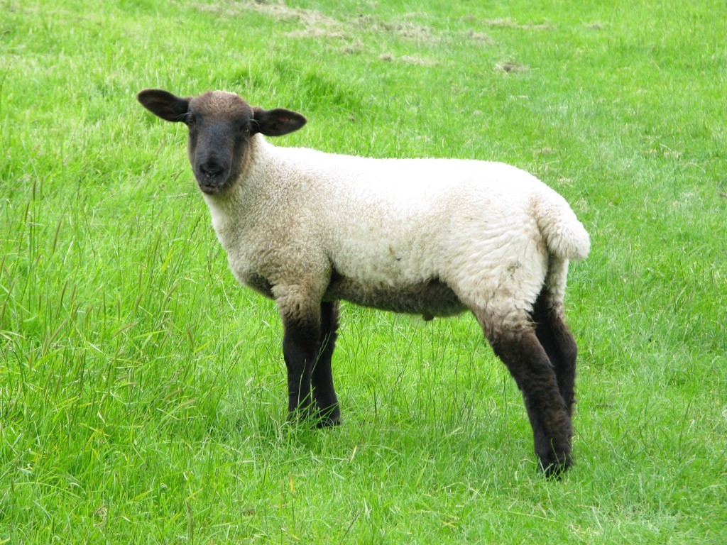 lamb in grass field