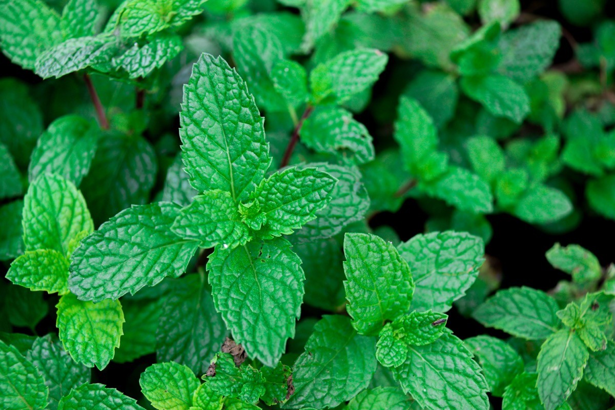 Closeup of a peppermint plant