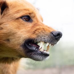 Dog Experts Share 10 Red Flags to Spot in Other Dogs