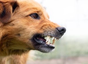 Dog Experts Share 10 Red Flags to Spot in Other Dogs