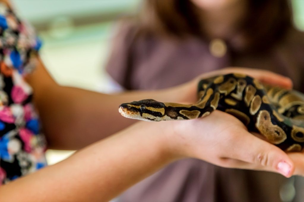 A young girl holds a small ball python.