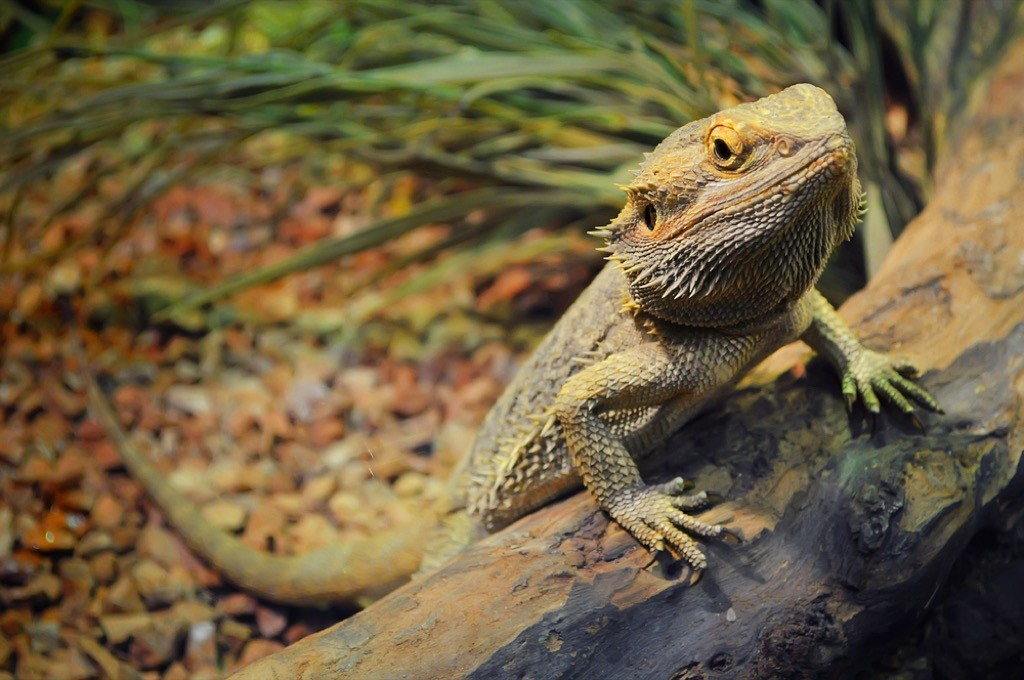 A  bearded Dragon sitting on a piece of wood.