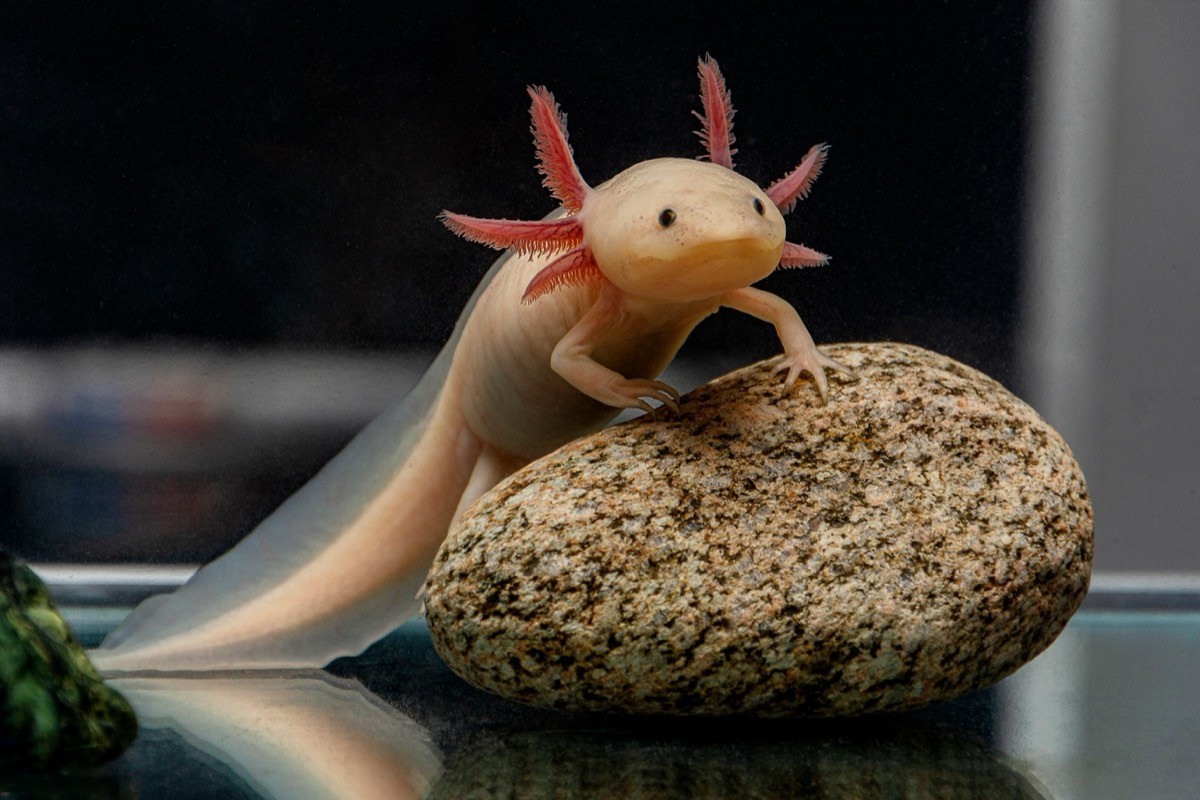 A cute axolotl poses on a stone.