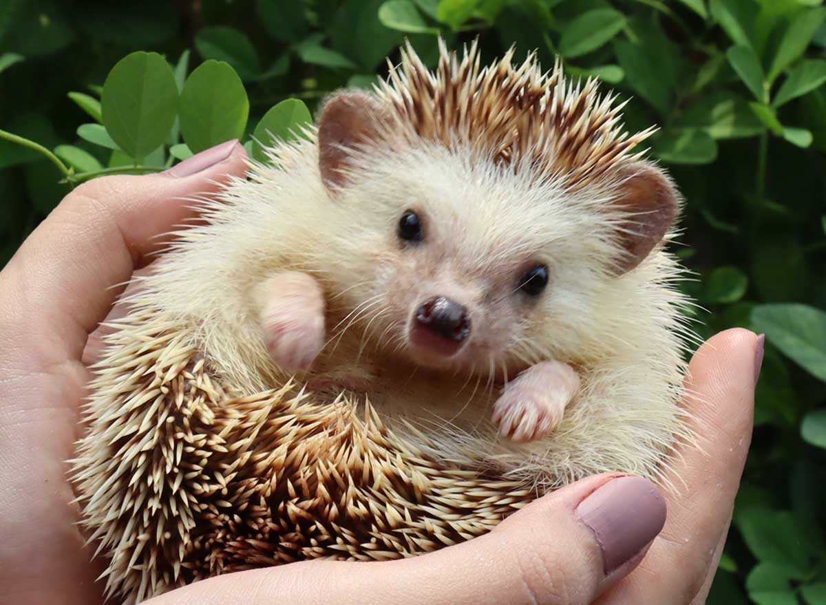 Hands holding a hedgehog.