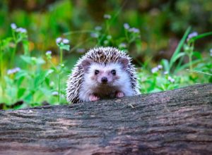 7 Best Exotic Pets to Own This Year, Say Animal Experts