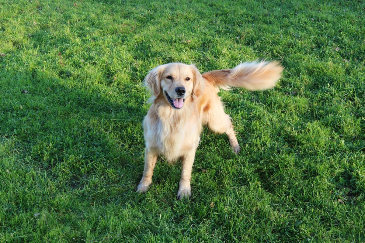 A friendly Golden Retriever wags its tail.