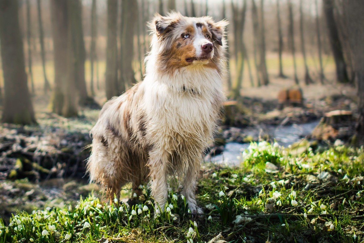 Australian shephed dog standing in the forest.