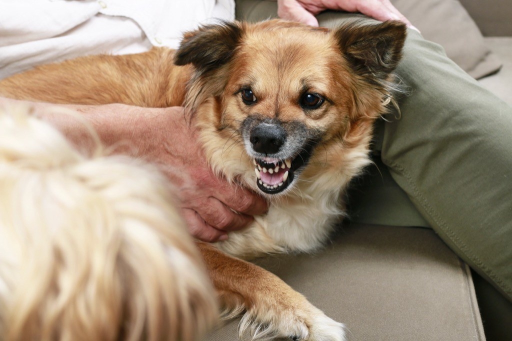 A dog bearing its teeth and growling.